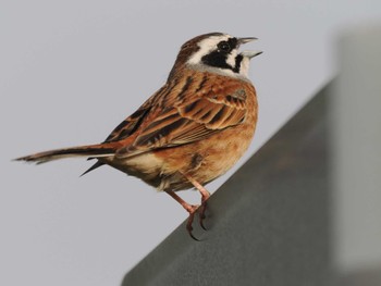 Meadow Bunting North Inba Swamp Sat, 4/20/2024