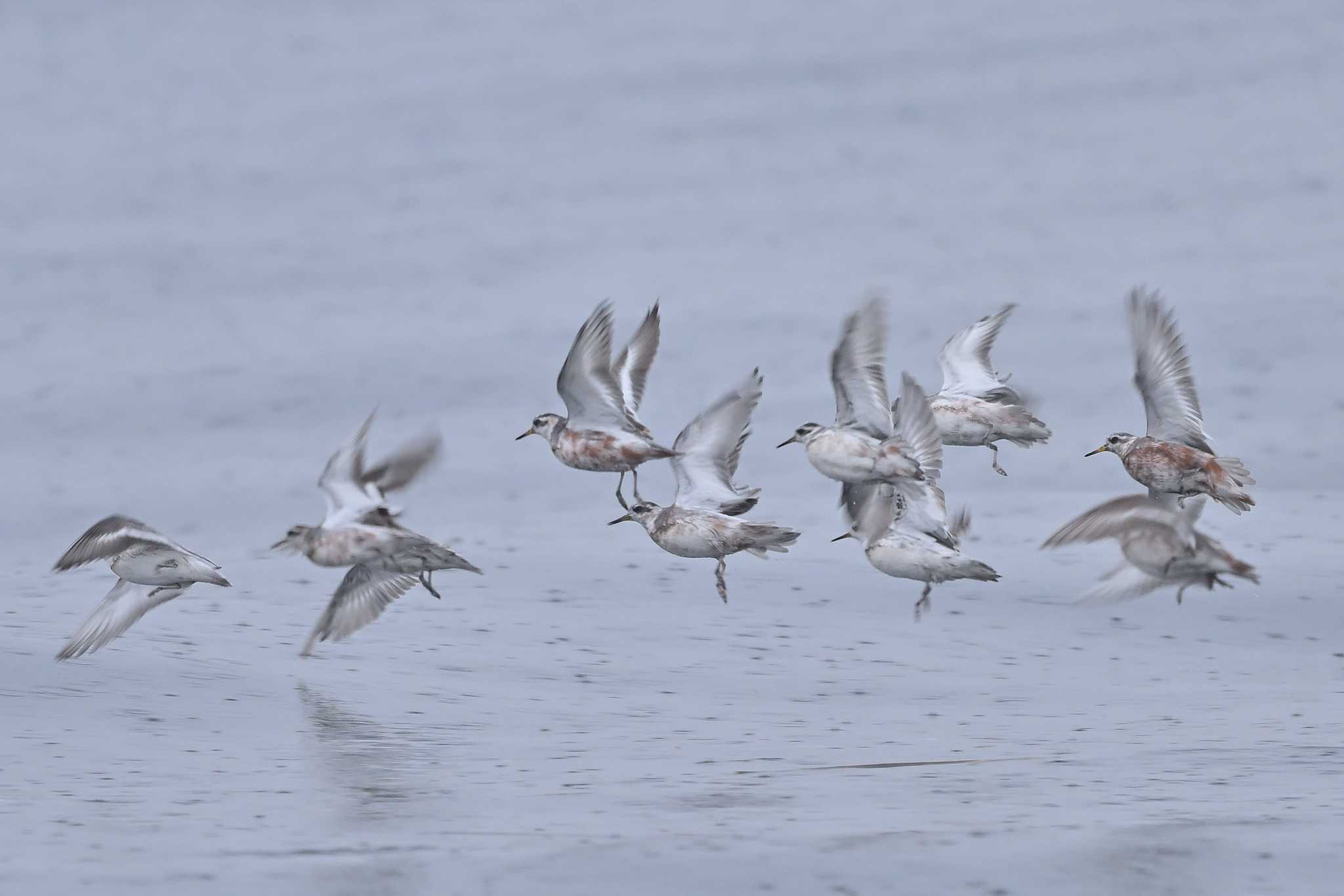 Photo of Red Phalarope at 下田神津島航路 by ダイ