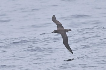 クロアシアホウドリ 下田神津島航路 2024年4月21日(日)