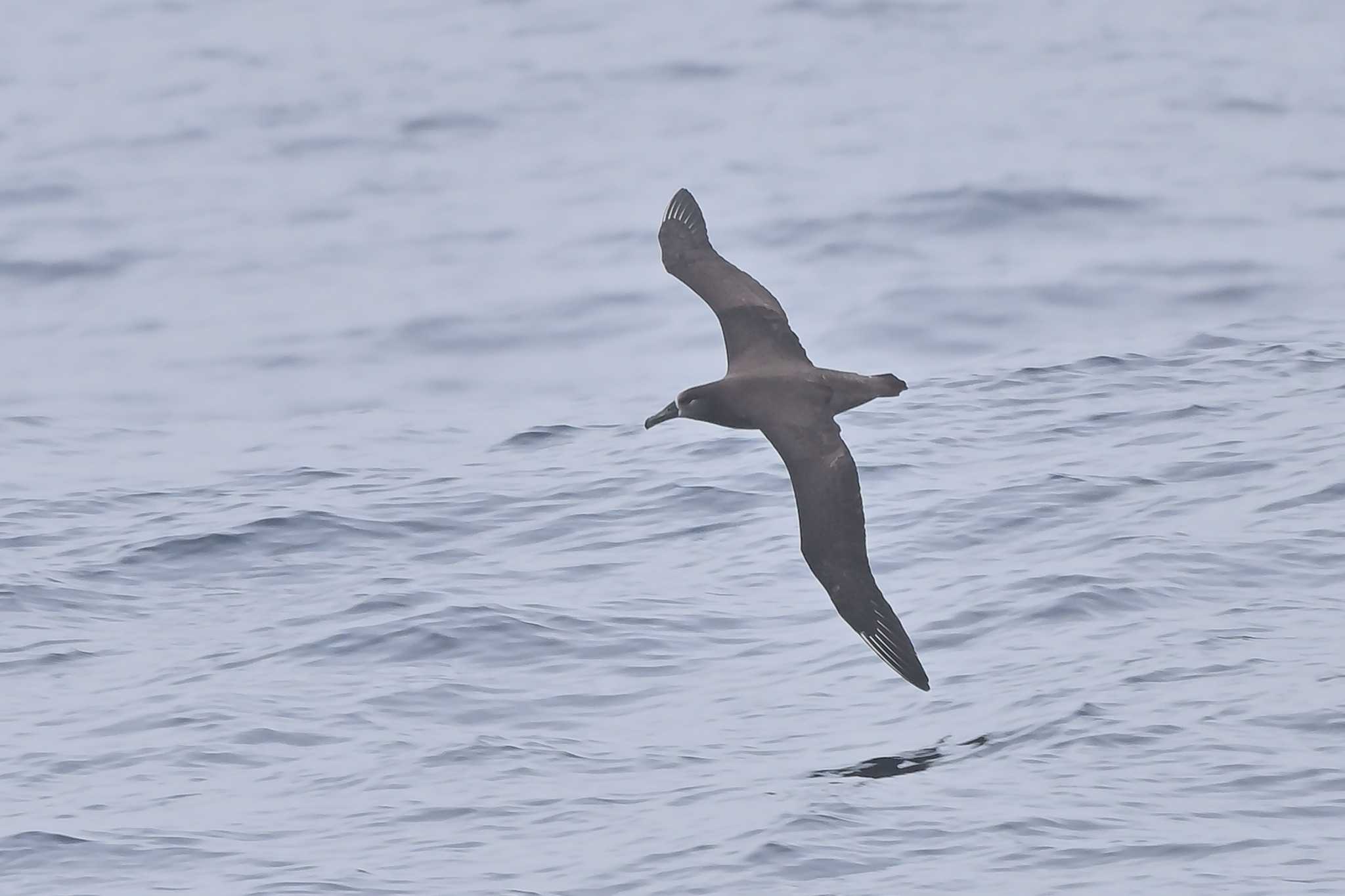 Photo of Black-footed Albatross at 下田神津島航路 by ダイ