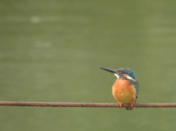 Common Kingfisher 善福寺公園 Mon, 4/22/2024