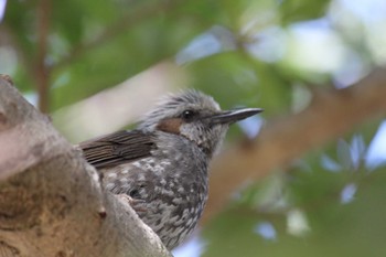 Brown-eared Bulbul 近所の川 Sun, 2/18/2024