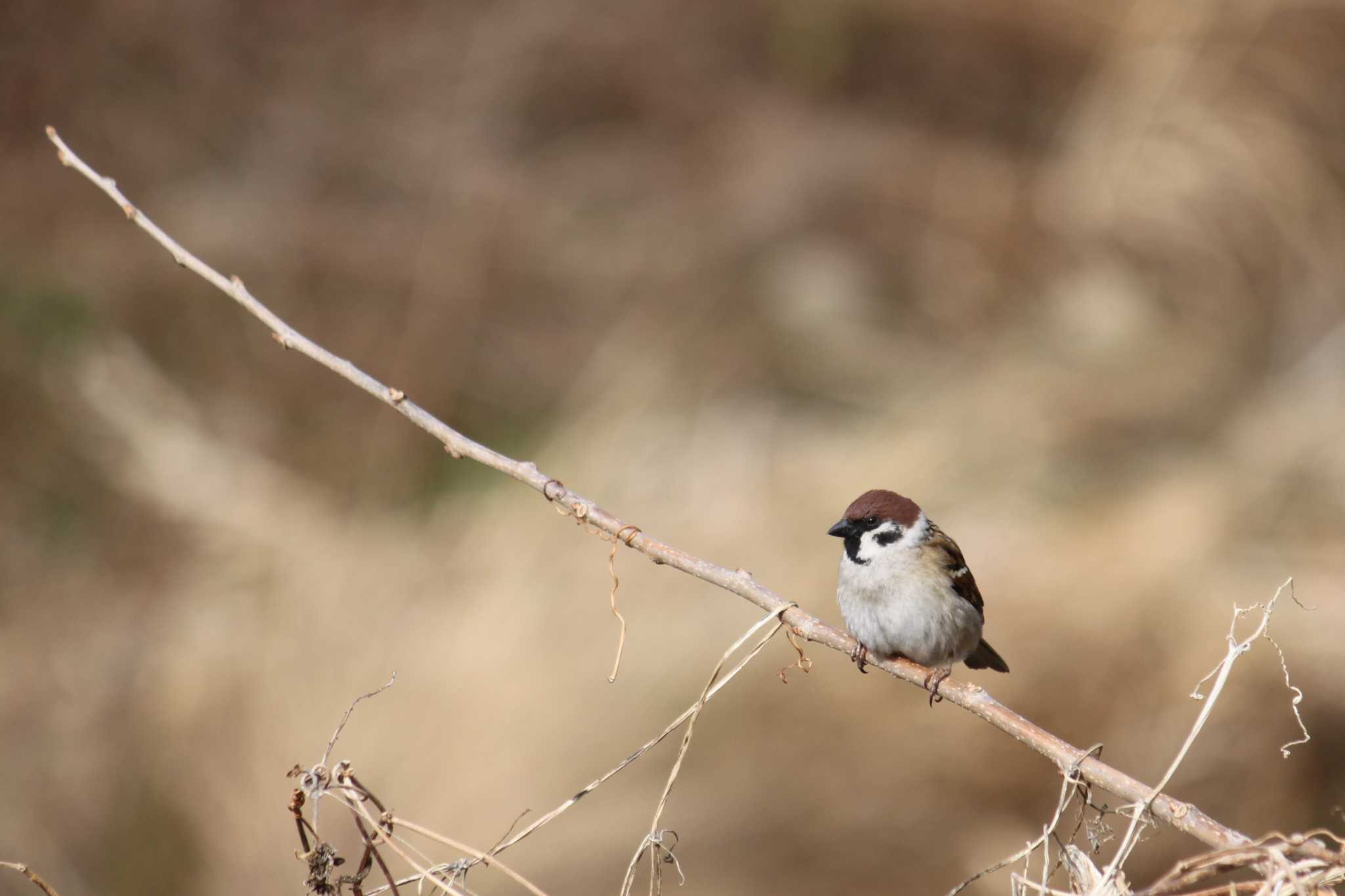 Photo of Eurasian Tree Sparrow at 近所の川 by Kazu N