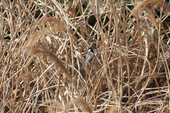 シジュウカラ 近所の川 2024年2月24日(土)