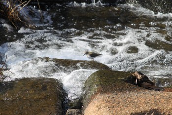 Common Sandpiper 近所の川 Sat, 2/24/2024