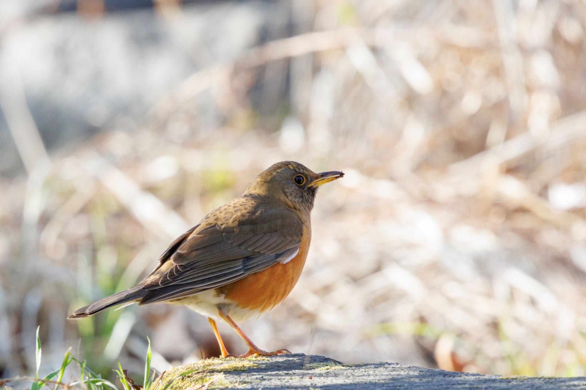 Photo of Brown-headed Thrush at 出光カルチャーパーク(苫小牧) by シマシマ38