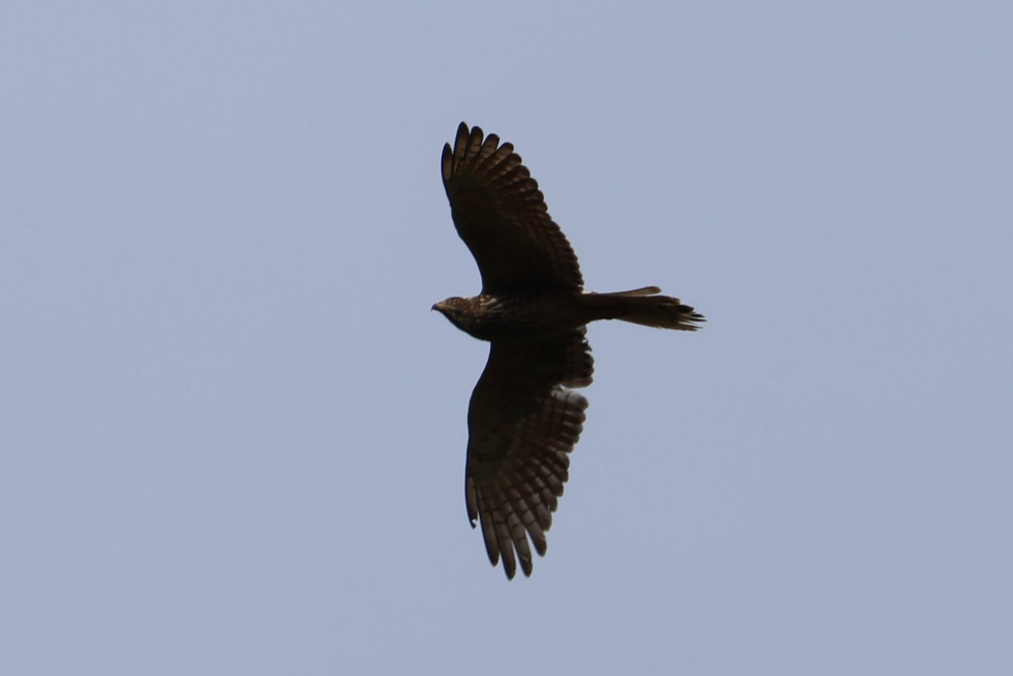 Photo of Grey-faced Buzzard at 岐阜県海津市 by フーさん