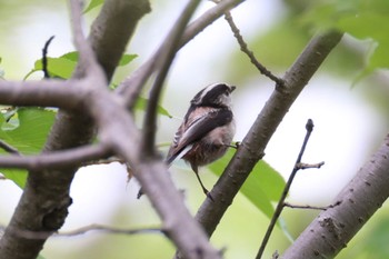 Long-tailed Tit 岐阜県海津市 Mon, 4/22/2024