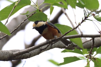 Varied Tit 岐阜県海津市 Mon, 4/22/2024