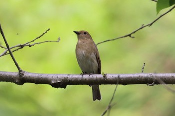 Blue-and-white Flycatcher 岐阜県海津市 Mon, 4/22/2024