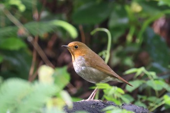 Japanese Robin 岐阜県海津市 Mon, 4/22/2024