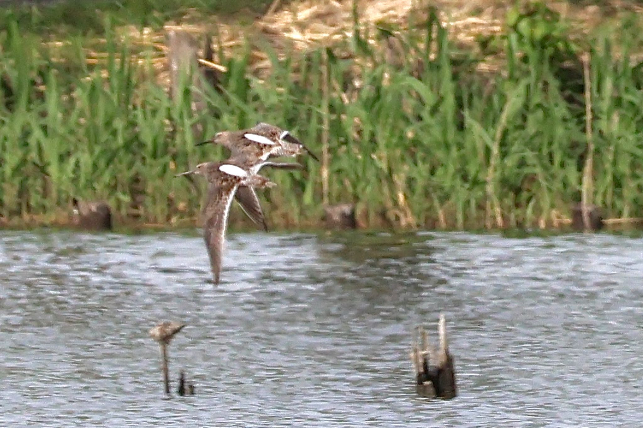 Long-billed Dowitcher