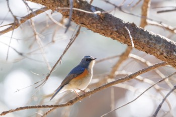 Red-flanked Bluetail 出光カルチャーパーク(苫小牧) Mon, 4/22/2024