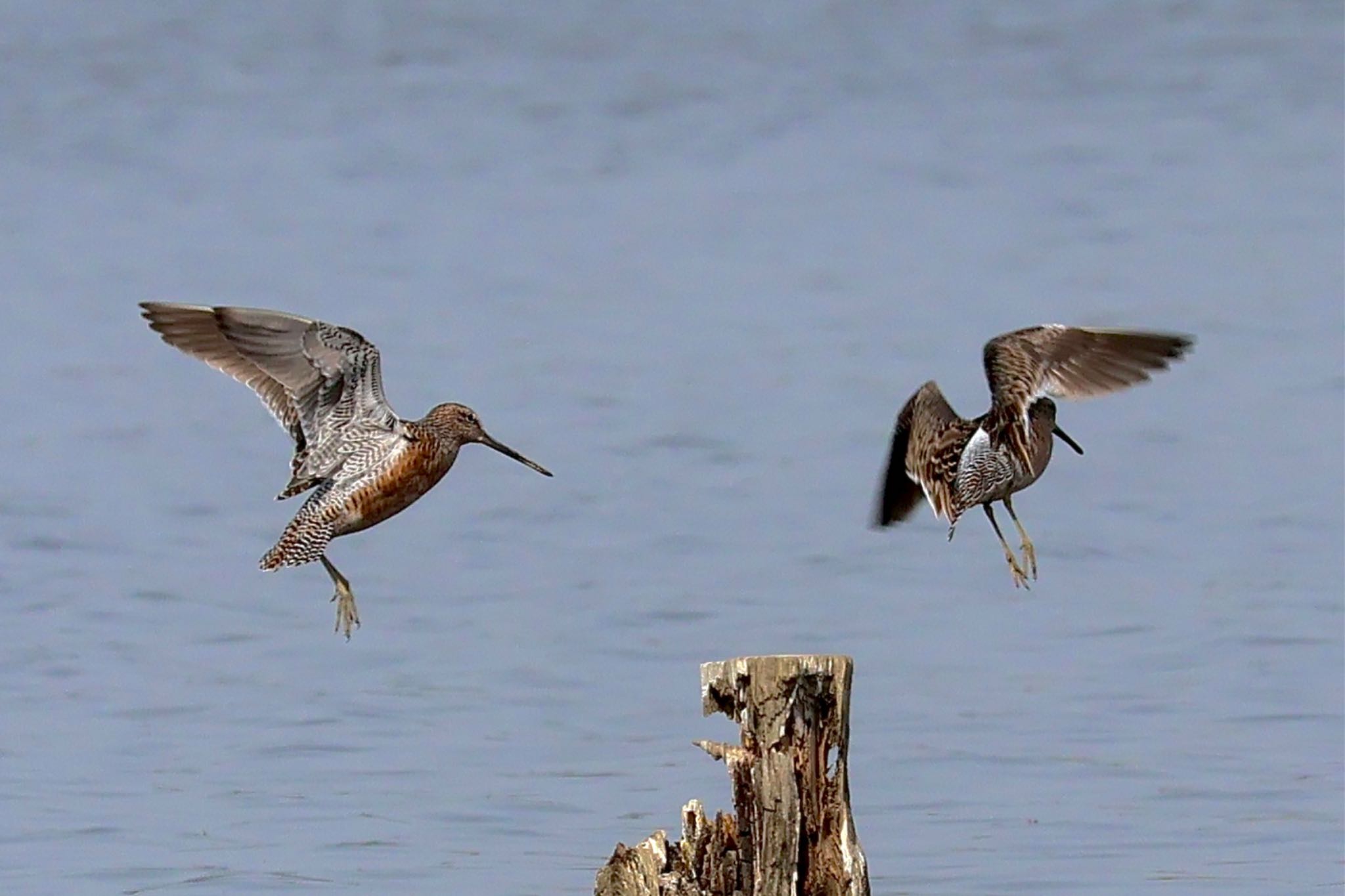 Long-billed Dowitcher