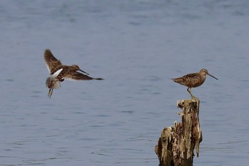 Long-billed Dowitcher Isanuma Sat, 4/20/2024