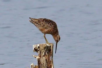 Long-billed Dowitcher Isanuma Sat, 4/20/2024