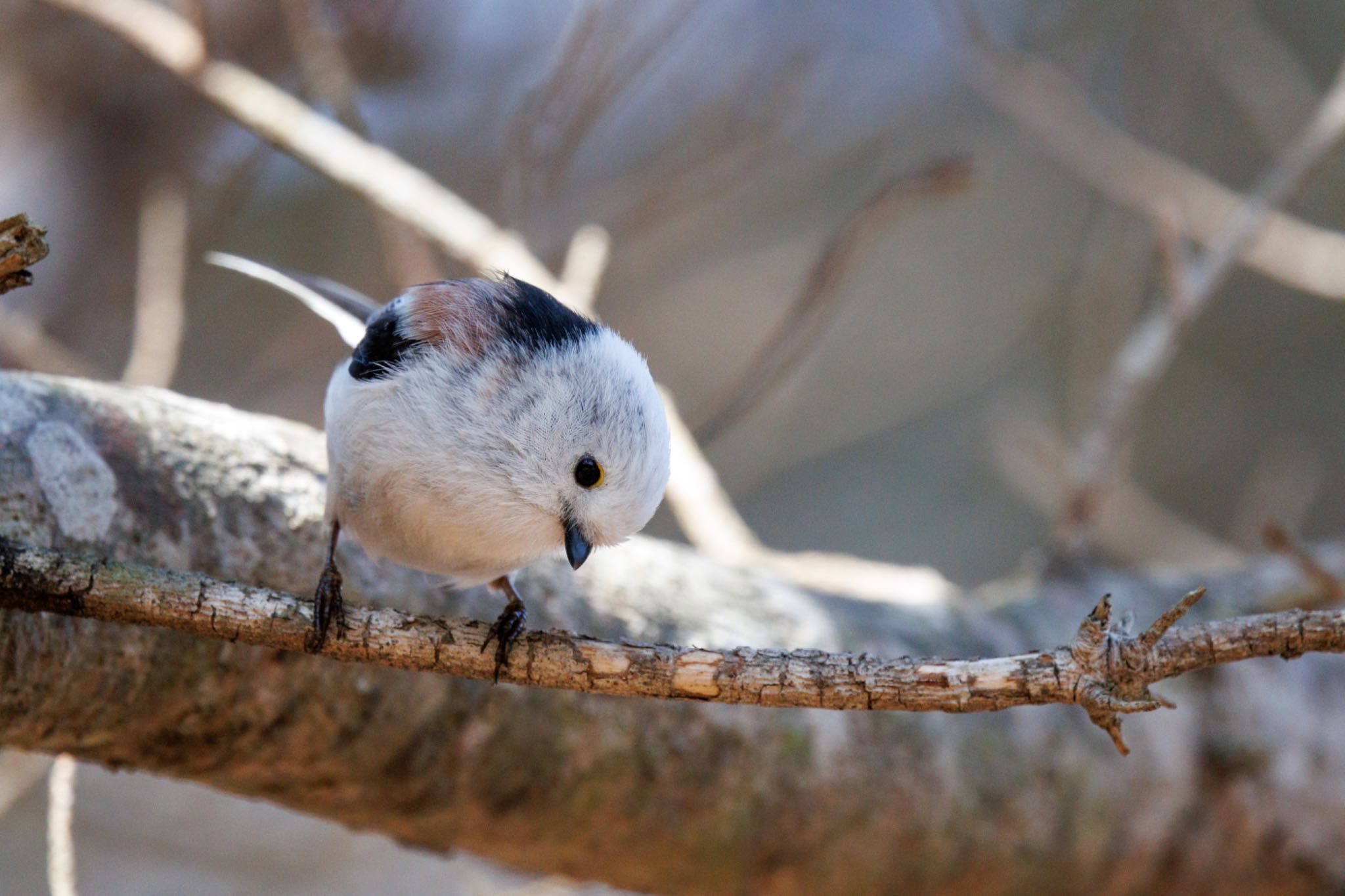 Photo of Long-tailed tit(japonicus) at Tomakomai Experimental Forest by シマシマ38