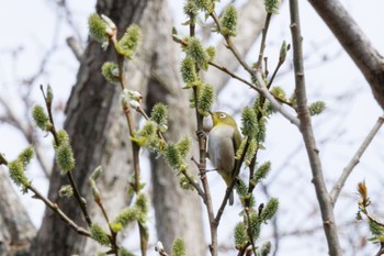 Sun, 4/21/2024 Birding report at 出光カルチャーパーク(苫小牧)