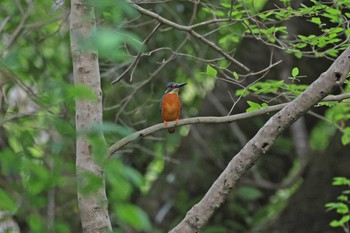 Common Kingfisher Machida Yakushiike Park Thu, 4/18/2024