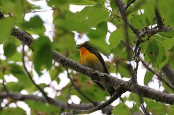 Narcissus Flycatcher Machida Yakushiike Park Thu, 4/18/2024