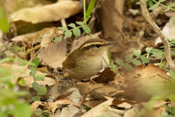 Asian Stubtail 芦屋市総合公園 Sat, 4/20/2024