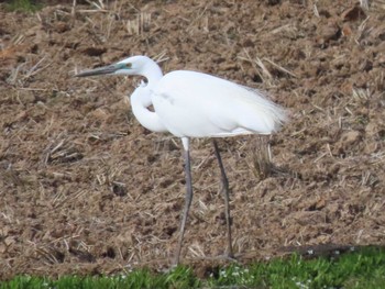 Great Egret(modesta)  Izunuma Fri, 4/19/2024