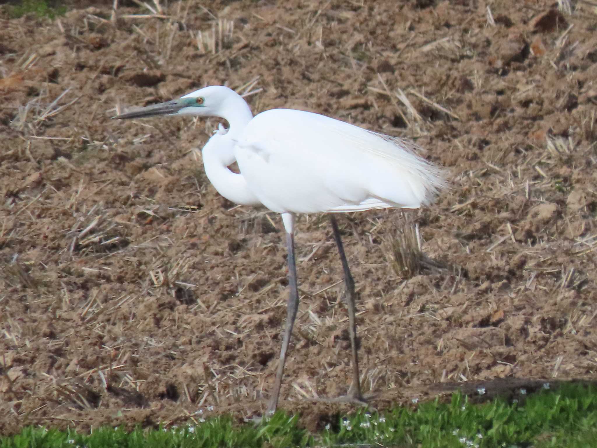 Great Egret(modesta) 