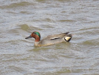 Eurasian Teal Izunuma Fri, 4/19/2024