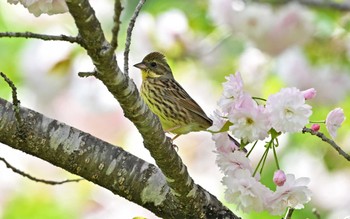 Masked Bunting 福島県 南相馬市 Sun, 4/21/2024