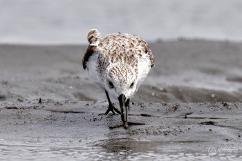 ミユビシギ ふなばし三番瀬海浜公園 2024年4月13日(土)