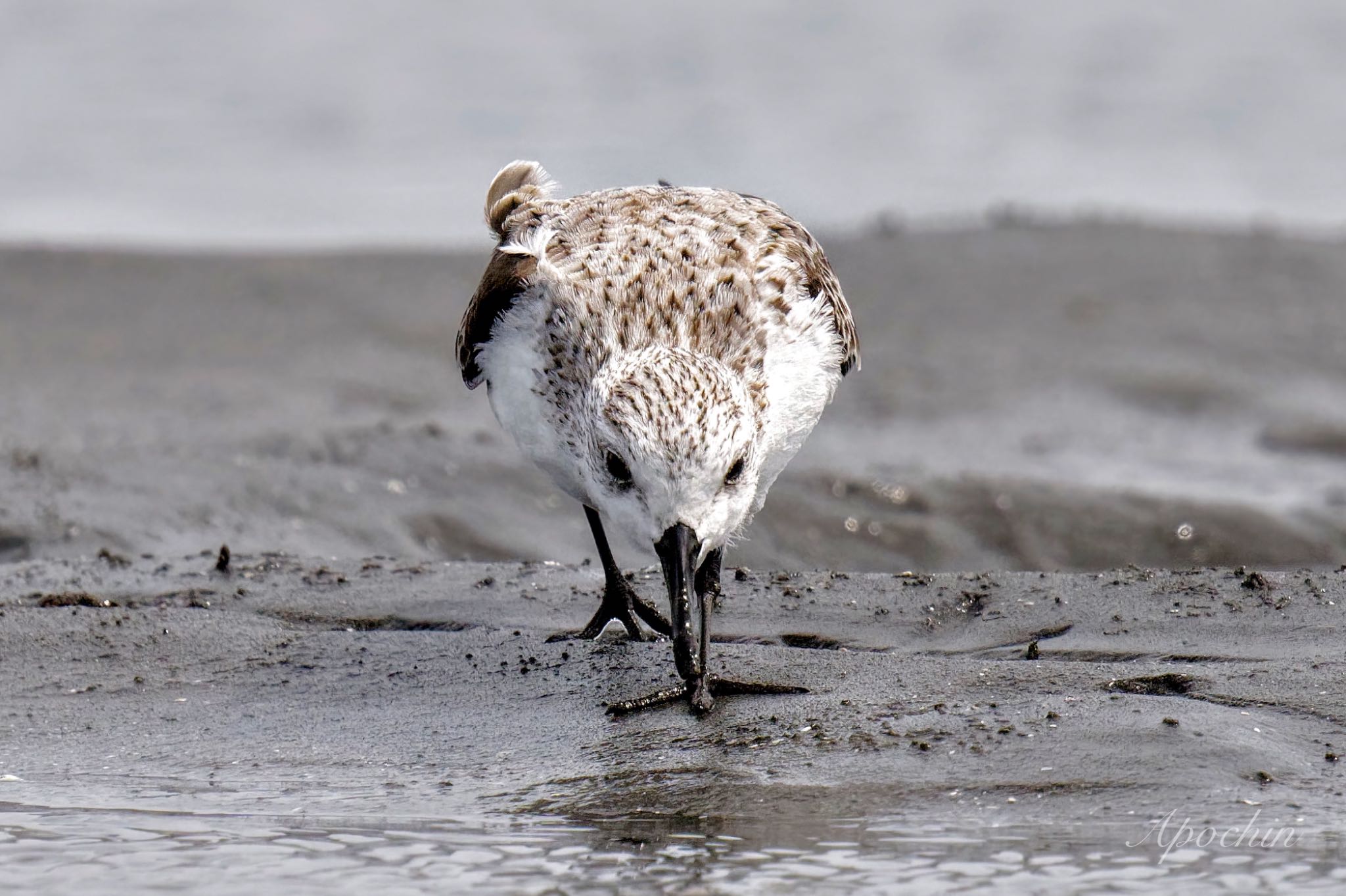 Photo of Sanderling at Sambanze Tideland by アポちん