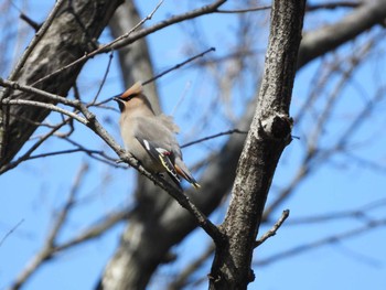 Bohemian Waxwing Kitamoto Nature Observation Park Fri, 3/22/2024