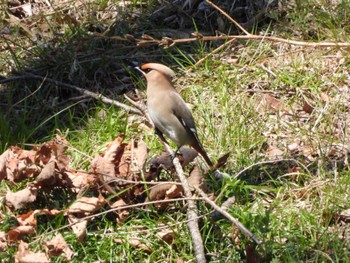 Bohemian Waxwing Kitamoto Nature Observation Park Fri, 3/22/2024