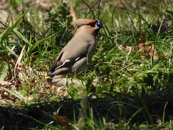 Bohemian Waxwing Kitamoto Nature Observation Park Fri, 3/22/2024