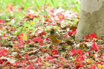 Brown-headed Thrush Akashi Park Sat, 4/20/2024