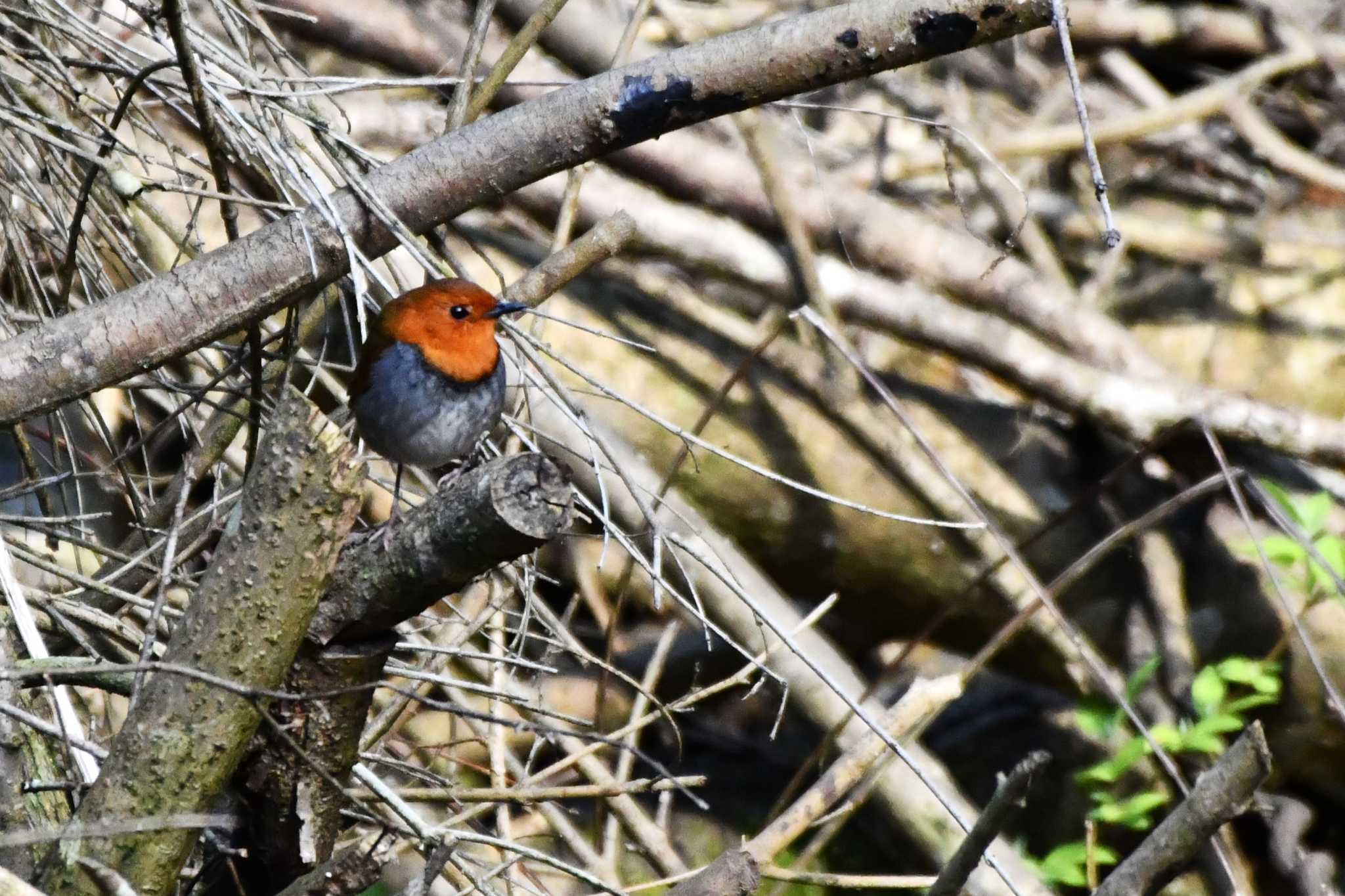 Photo of Japanese Robin at Hayatogawa Forest Road by geto