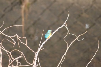 Common Kingfisher 近所の川 Sun, 3/3/2024