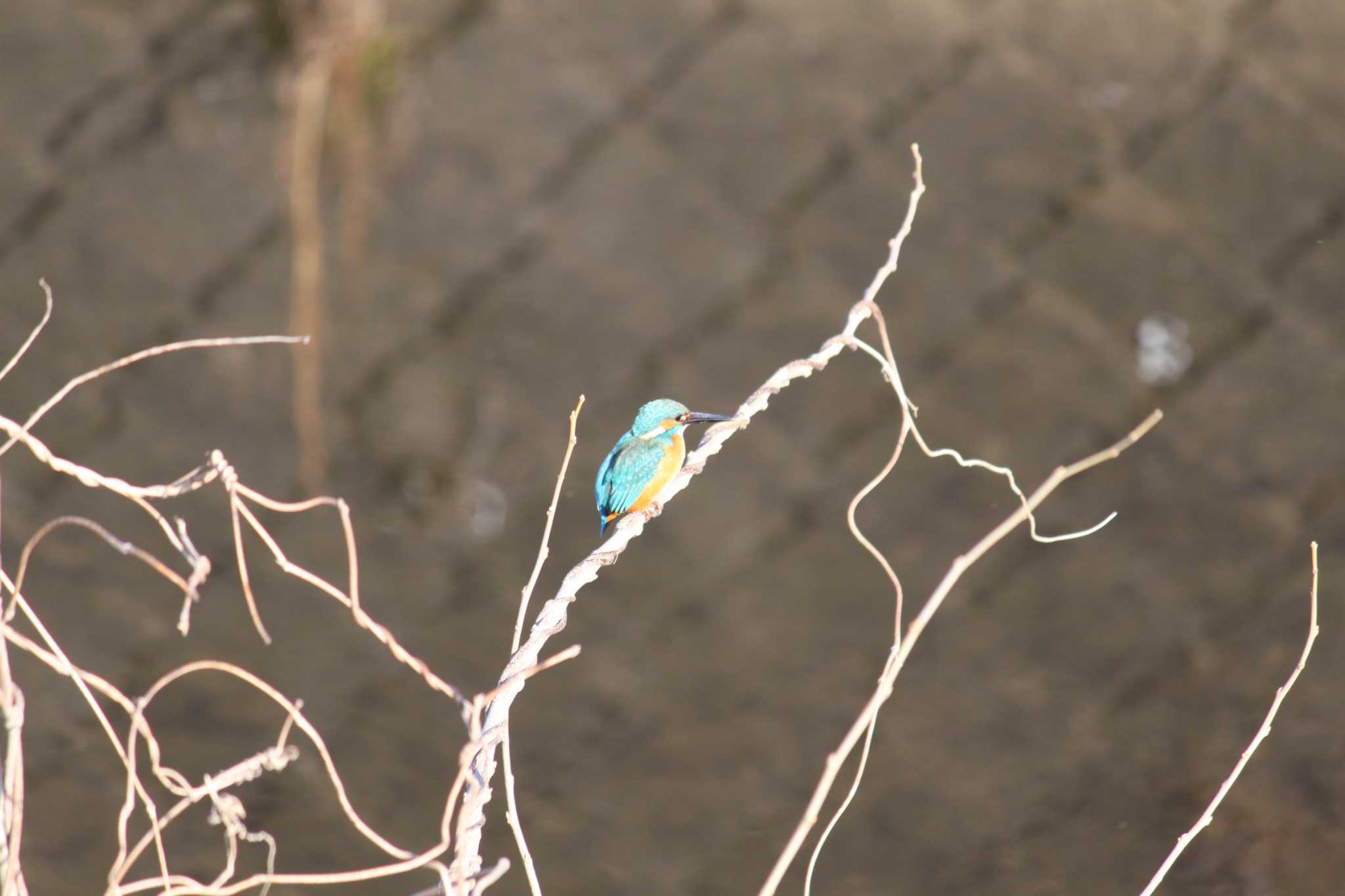 Photo of Common Kingfisher at 近所の川 by Kazu N