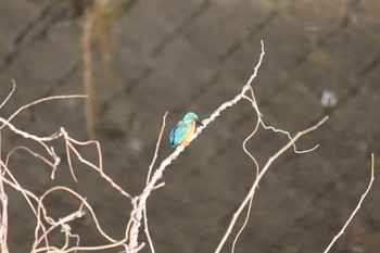 Common Kingfisher 近所の川 Sun, 3/3/2024