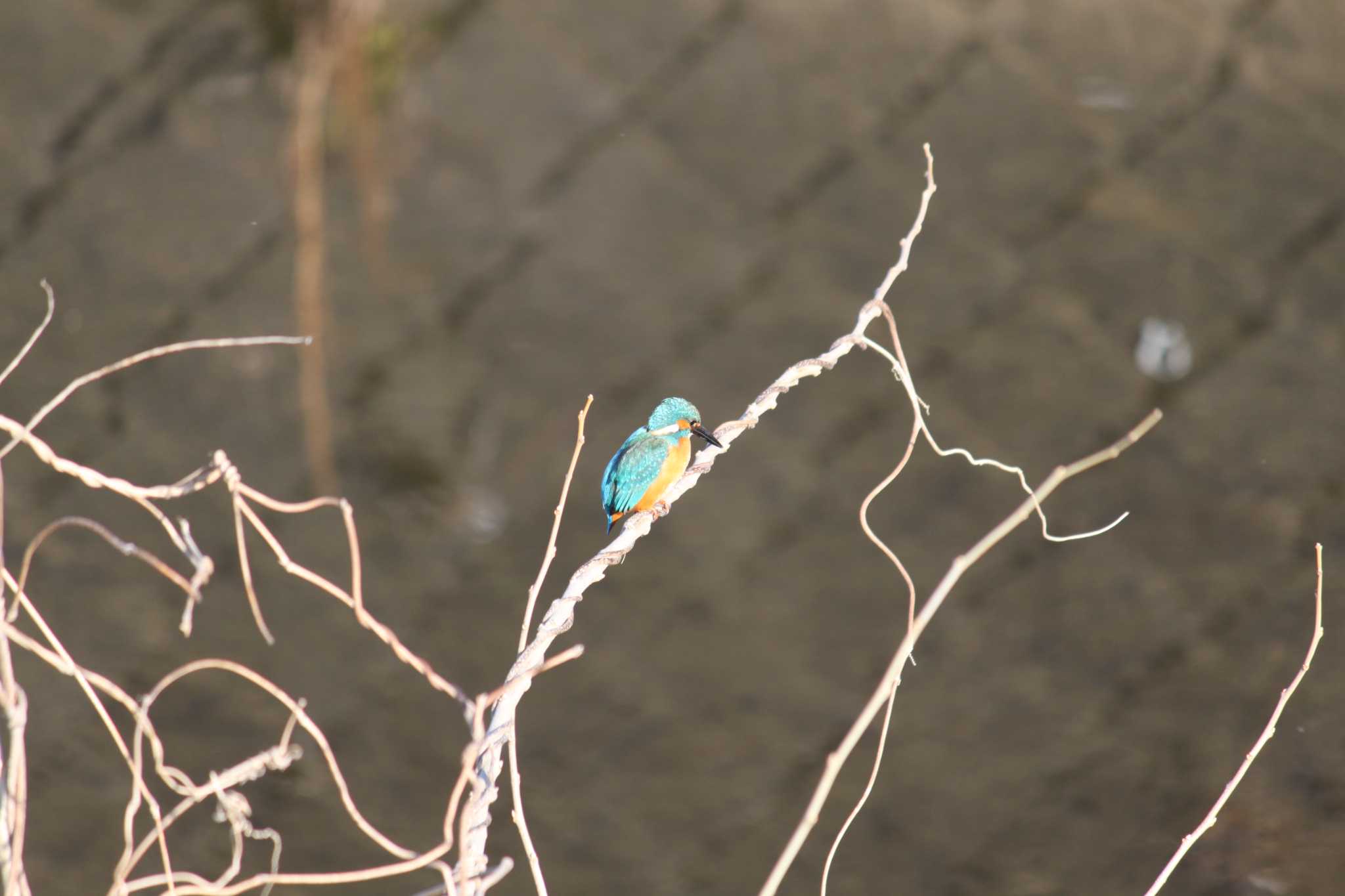 Photo of Common Kingfisher at 近所の川 by Kazu N