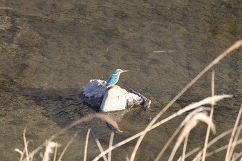 カワセミ 近所の川 2024年3月3日(日)