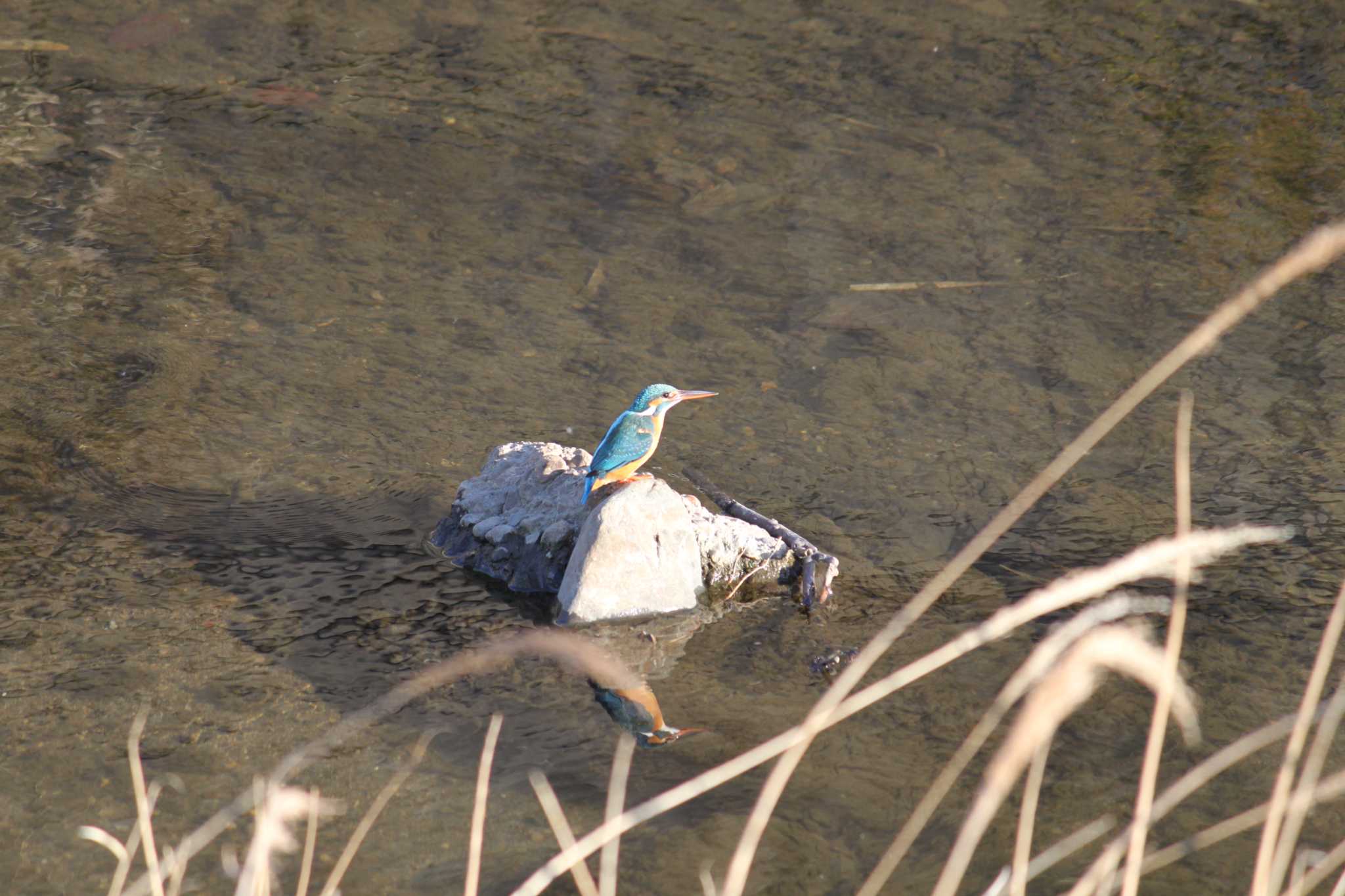 Photo of Common Kingfisher at 近所の川 by Kazu N