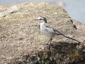 Wagtail Kasai Rinkai Park Sat, 4/20/2024