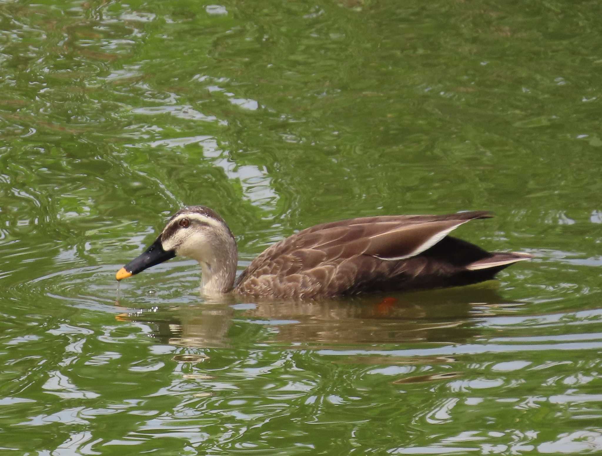 Photo of Eastern Spot-billed Duck at Kasai Rinkai Park by チョコレート