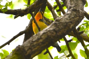 Narcissus Flycatcher Hikarigaoka Park Thu, 4/18/2024