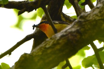 Narcissus Flycatcher Hikarigaoka Park Thu, 4/18/2024