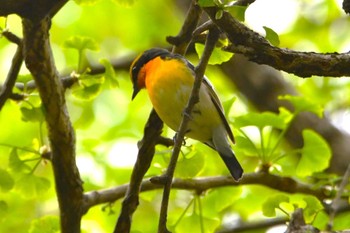 Narcissus Flycatcher Hikarigaoka Park Thu, 4/18/2024