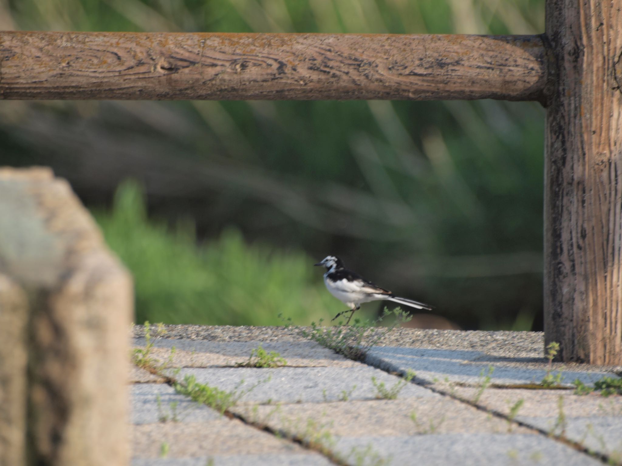 Photo of Wagtail at 岐阜県西濃地方 by ヒデ