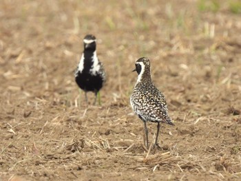 Pacific Golden Plover Minuma Rice Field Sun, 4/21/2024