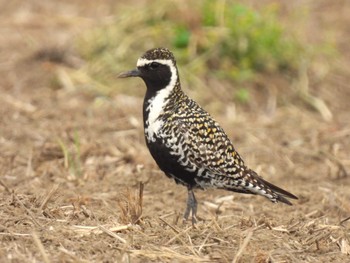 Pacific Golden Plover Minuma Rice Field Sun, 4/21/2024